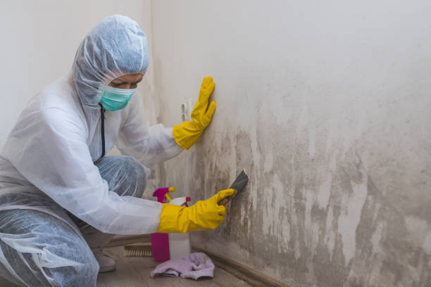 Best Mold Damage Repair  in Kaloko, HI