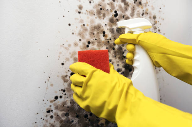 Best Attic Mold Removal  in Kaloko, HI