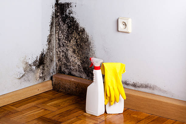 Mold Removal and Inspection in Kaloko, HI
